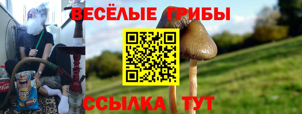 Галлюциногенные грибы Psilocybe Прохладный